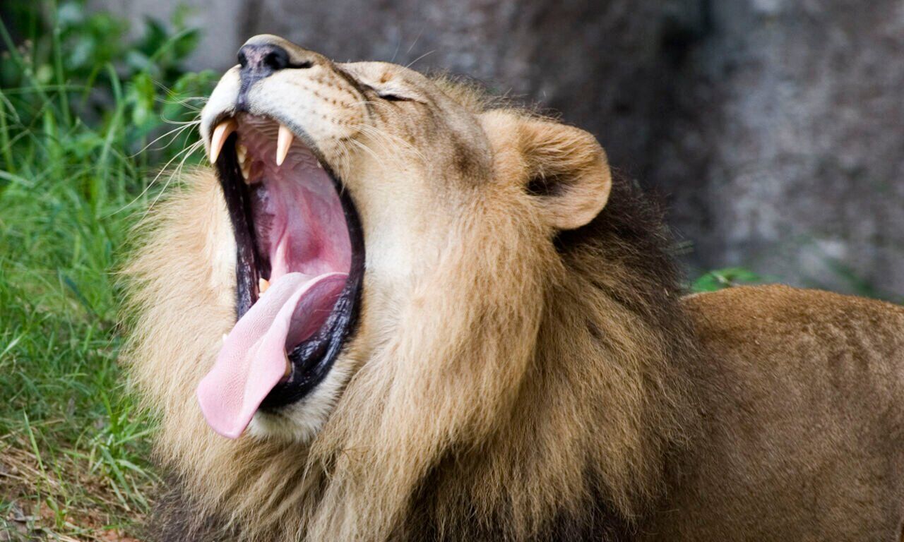 LionYawnTongue.jpg